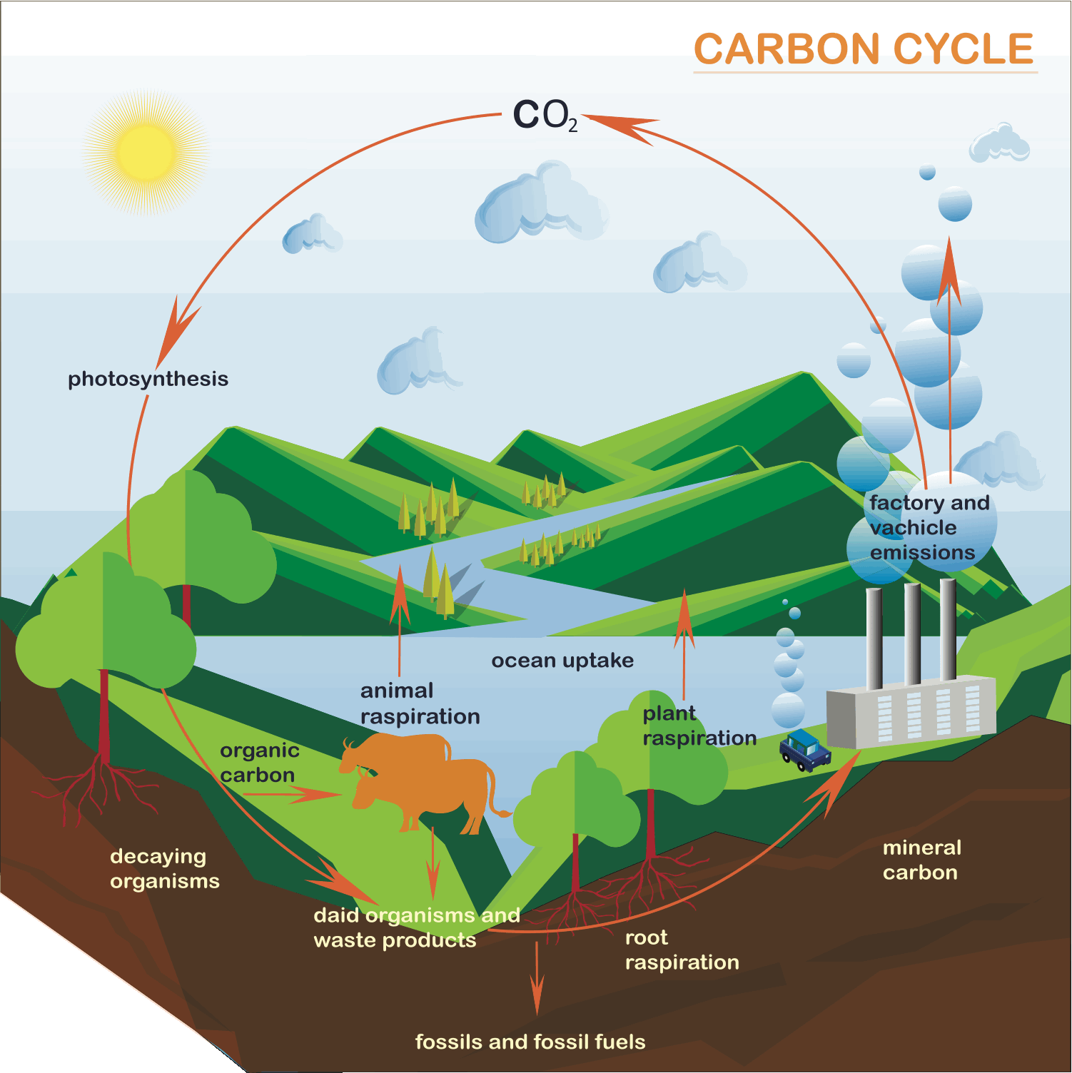 Carbon Cycle Flow Chart