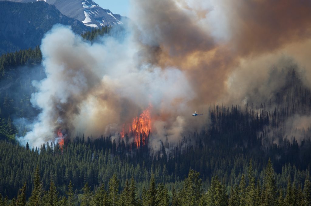 Forest fires release CO2 into the atmosphere
